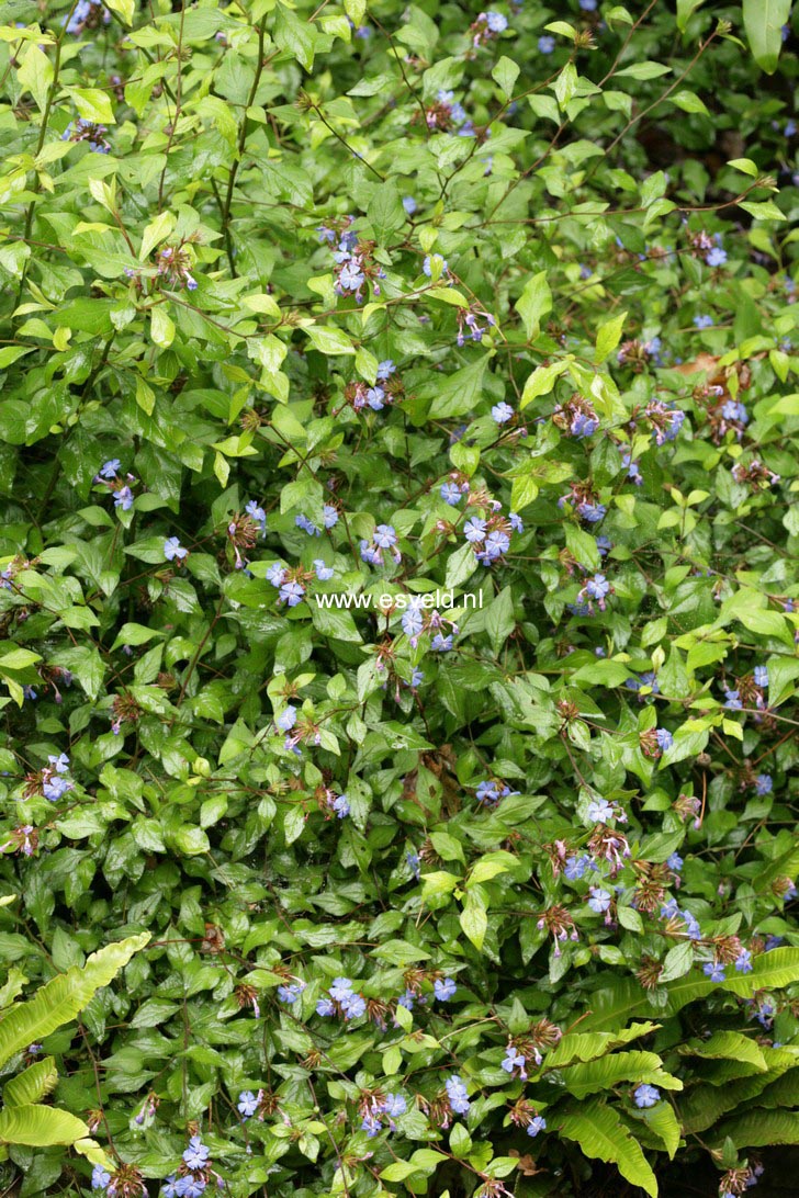 Ceratostigma willmottianum