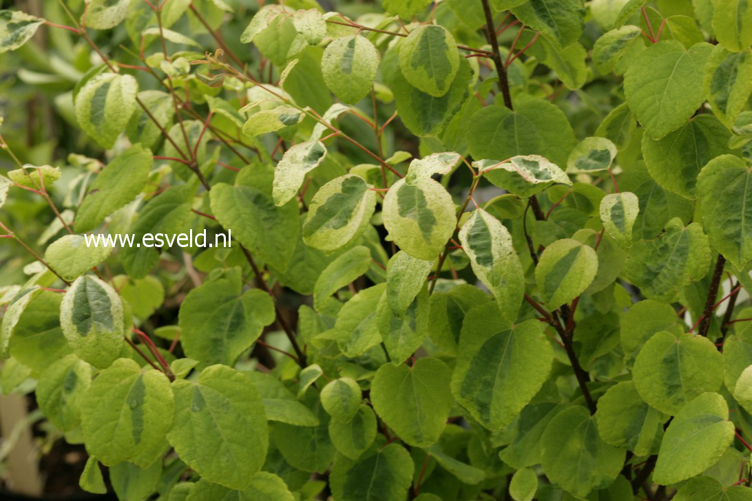 Cercidiphyllum japonicum 'Chameleon'