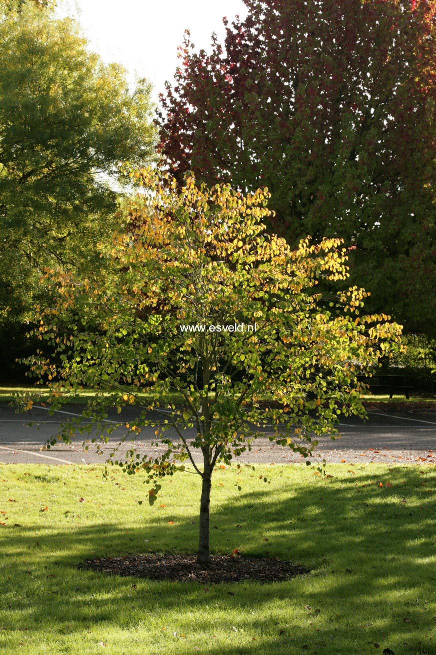 Cercidiphyllum japonicum 'Krukenberg Dwarf'