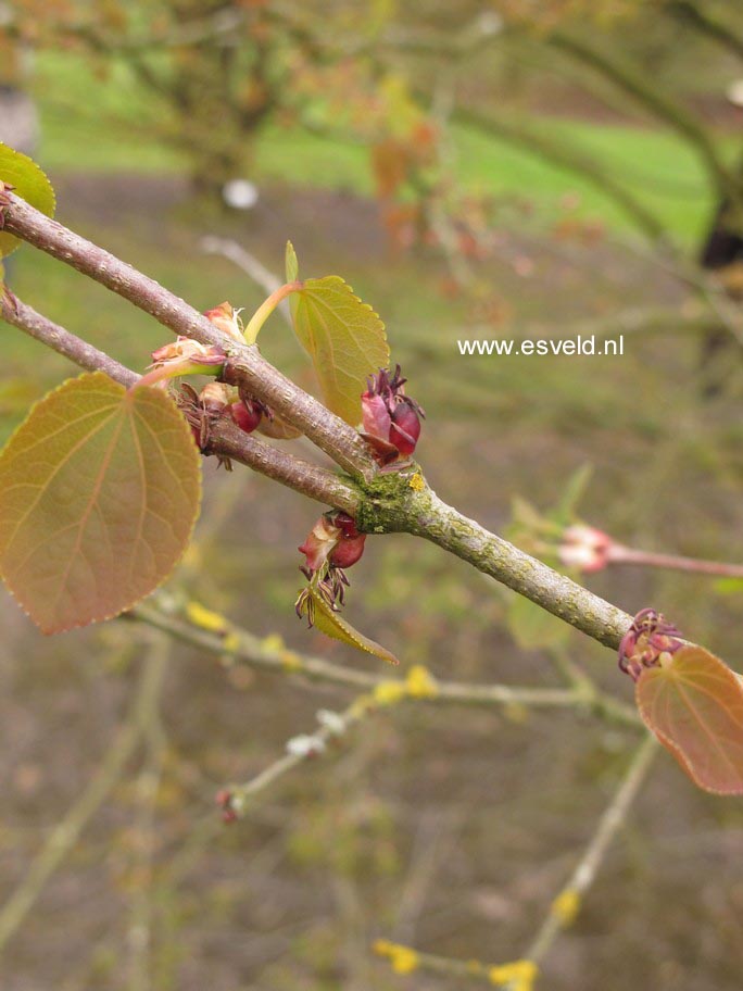 Cercidiphyllum japonicum magnificum