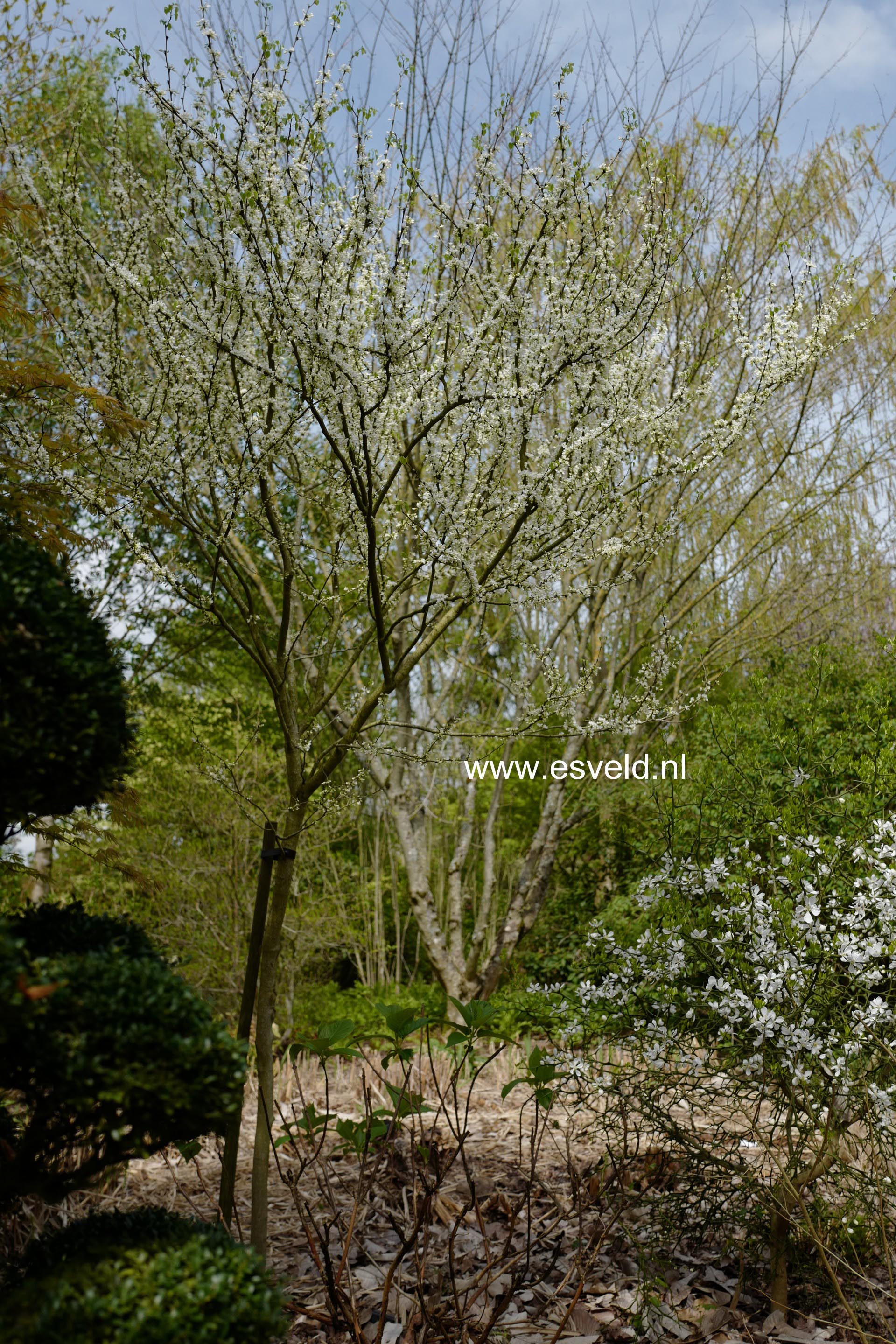 Cercis canadensis 'Texas White'