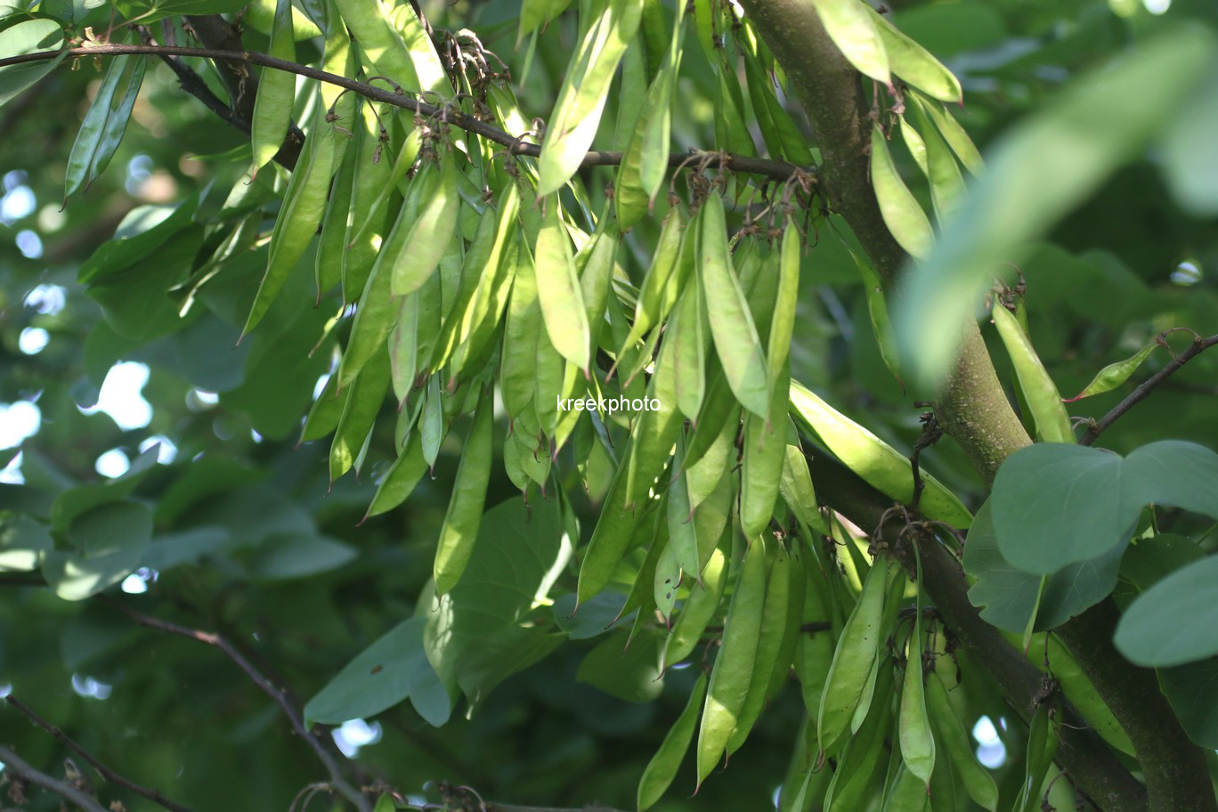 Cercis siliquastrum 'Bodnant'