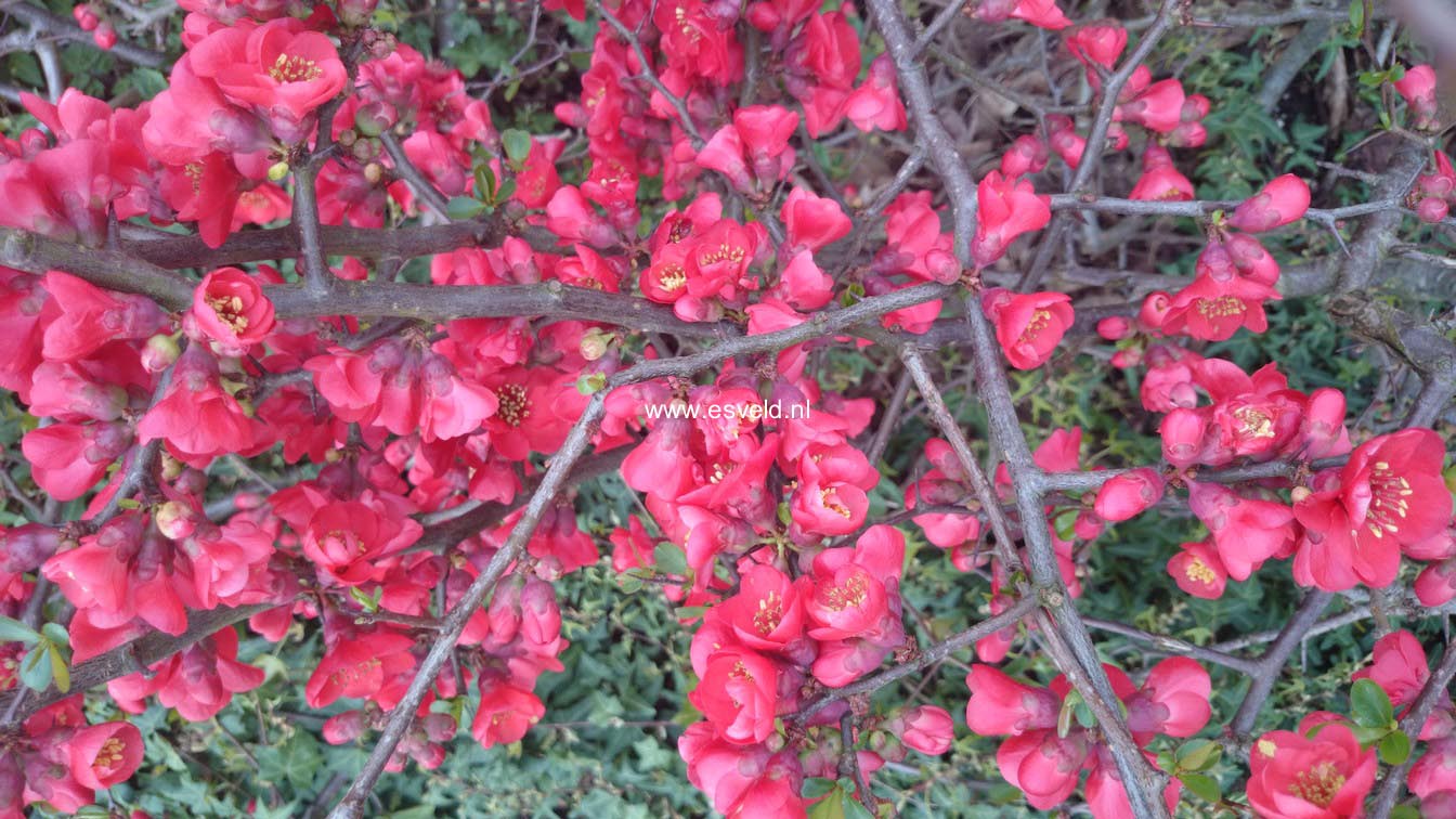 Chaenomeles speciosa