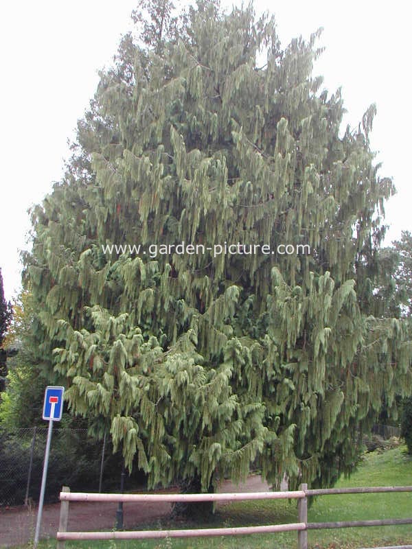Chamaecyparis lawsoniana