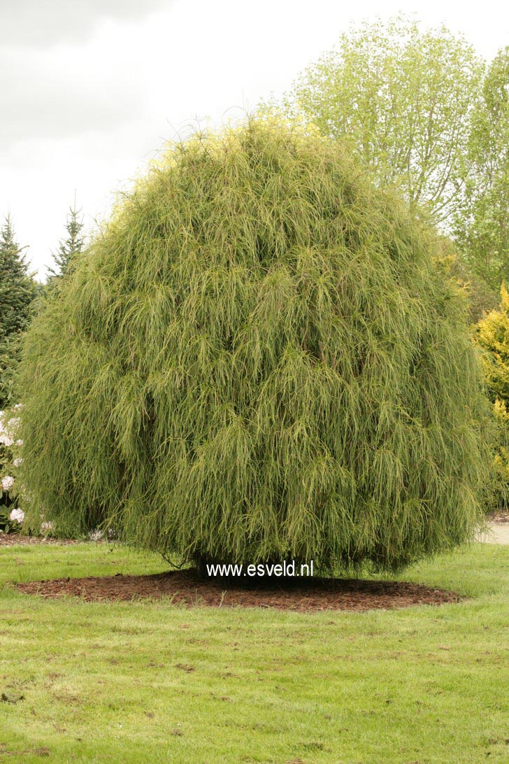 Chamaecyparis pisifera 'Filifera'