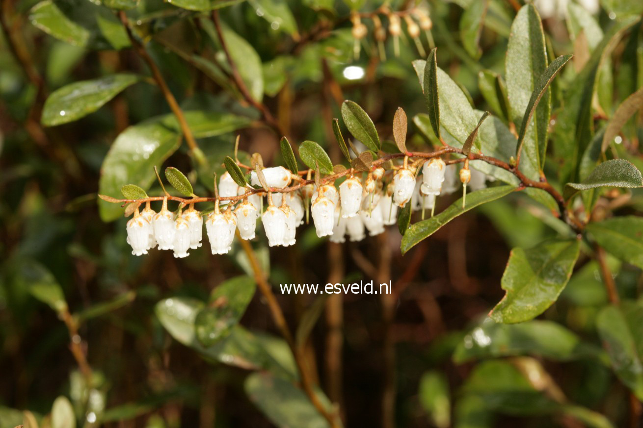 Chamaedaphne calyculata