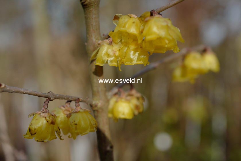 Chimonanthus praecox 'Concolor'