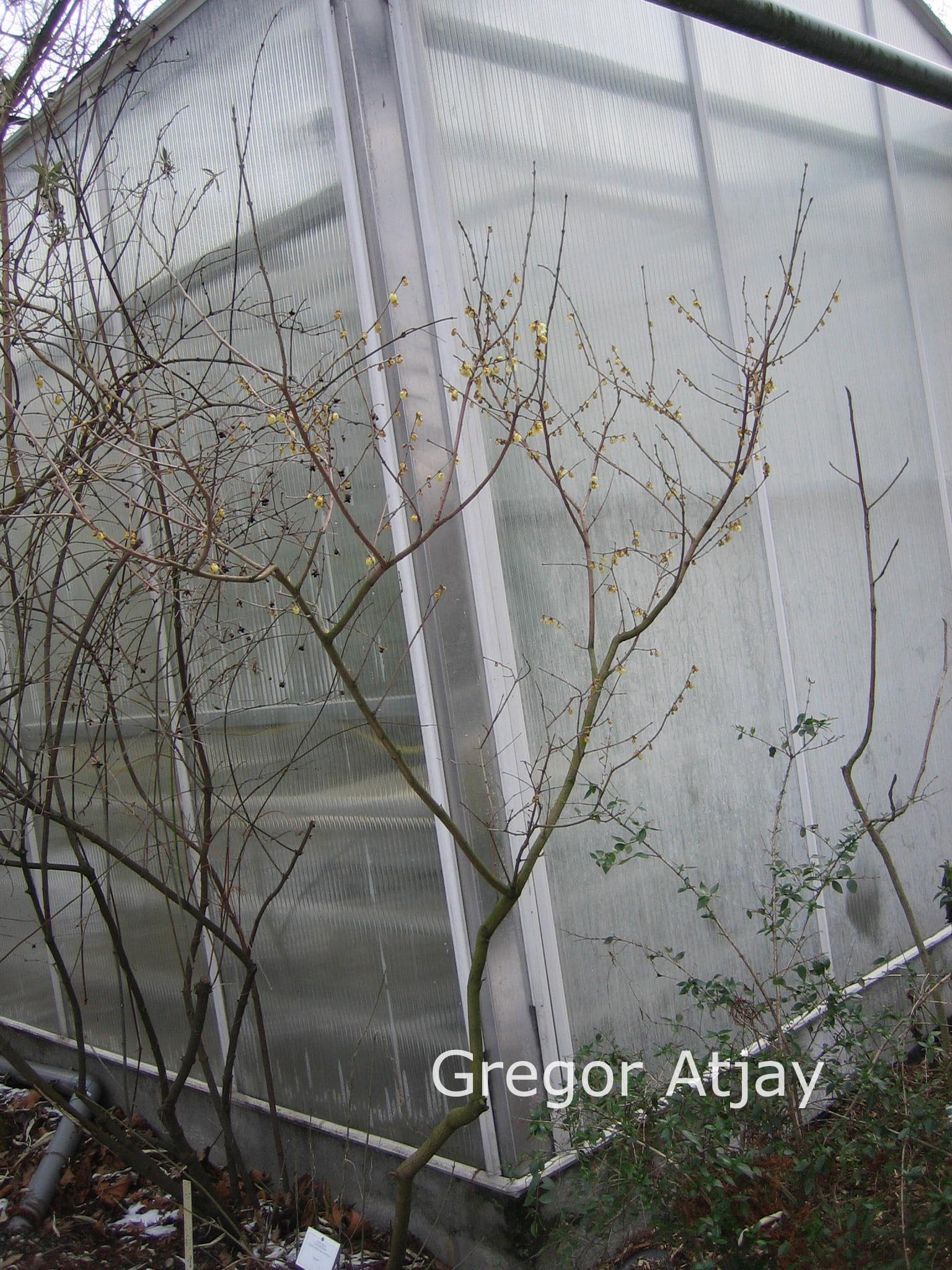 Chimonanthus yunnanensis