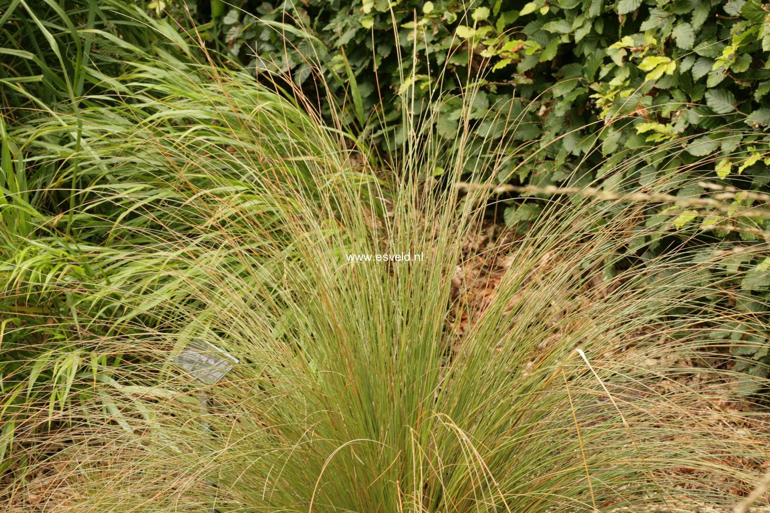 Chionochloa rubra