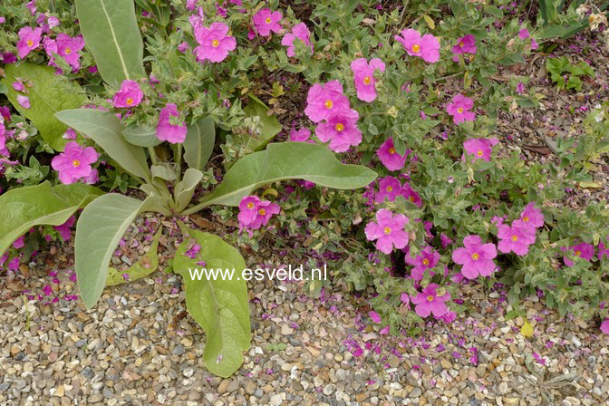 Cistus pulverulentus