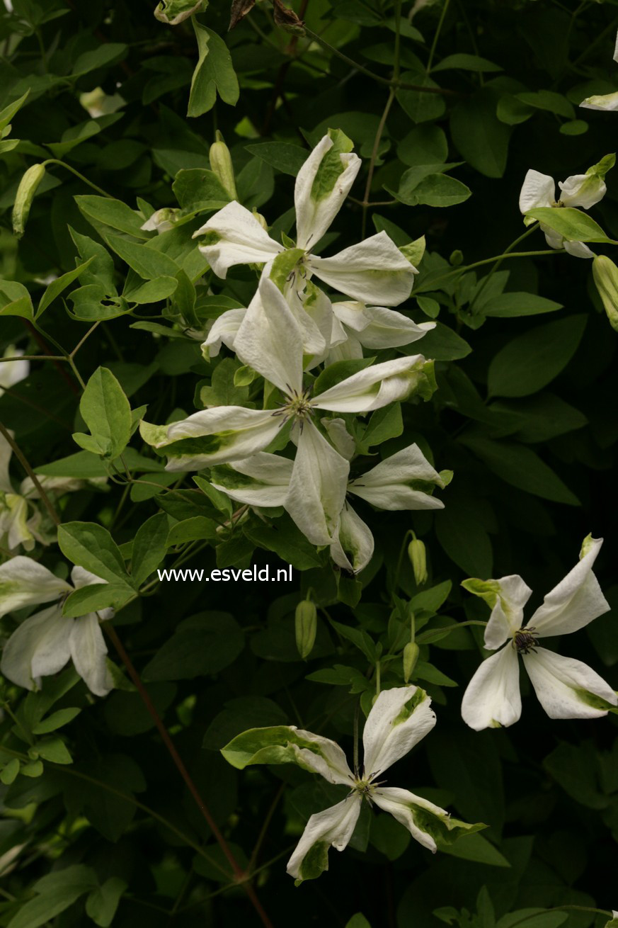 Clematis 'Alba Luxurians'