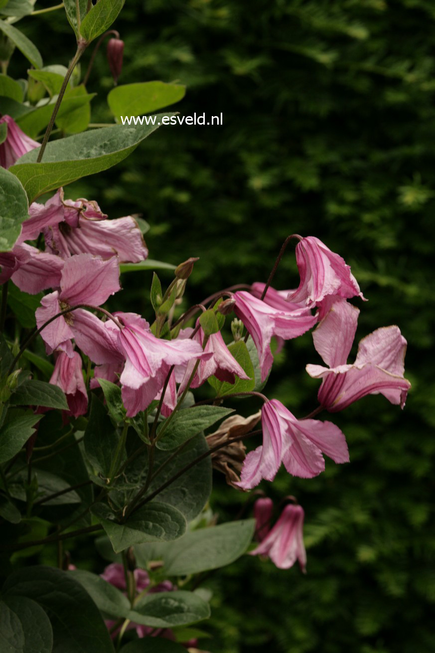 Clematis 'Aljonushka'