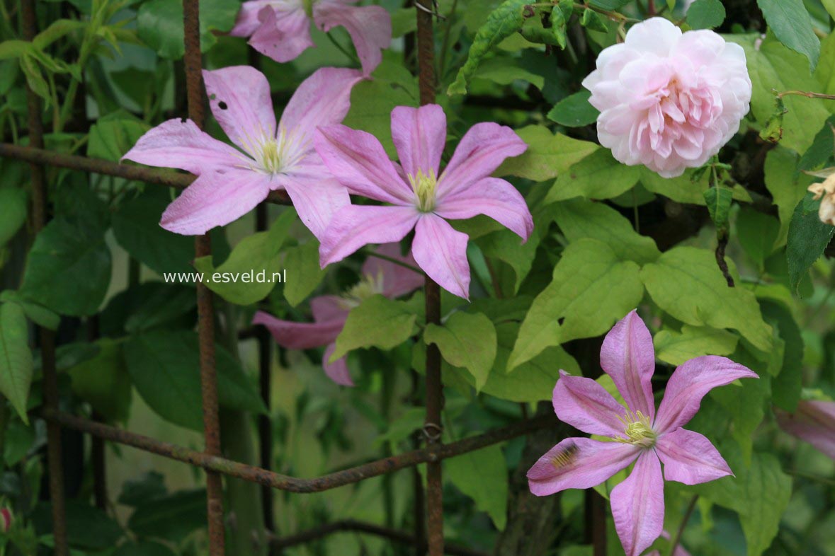 Clematis 'Comtesse de Bouchaud'