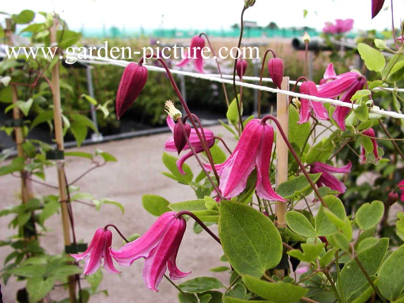 Clematis 'Etoile Rose'