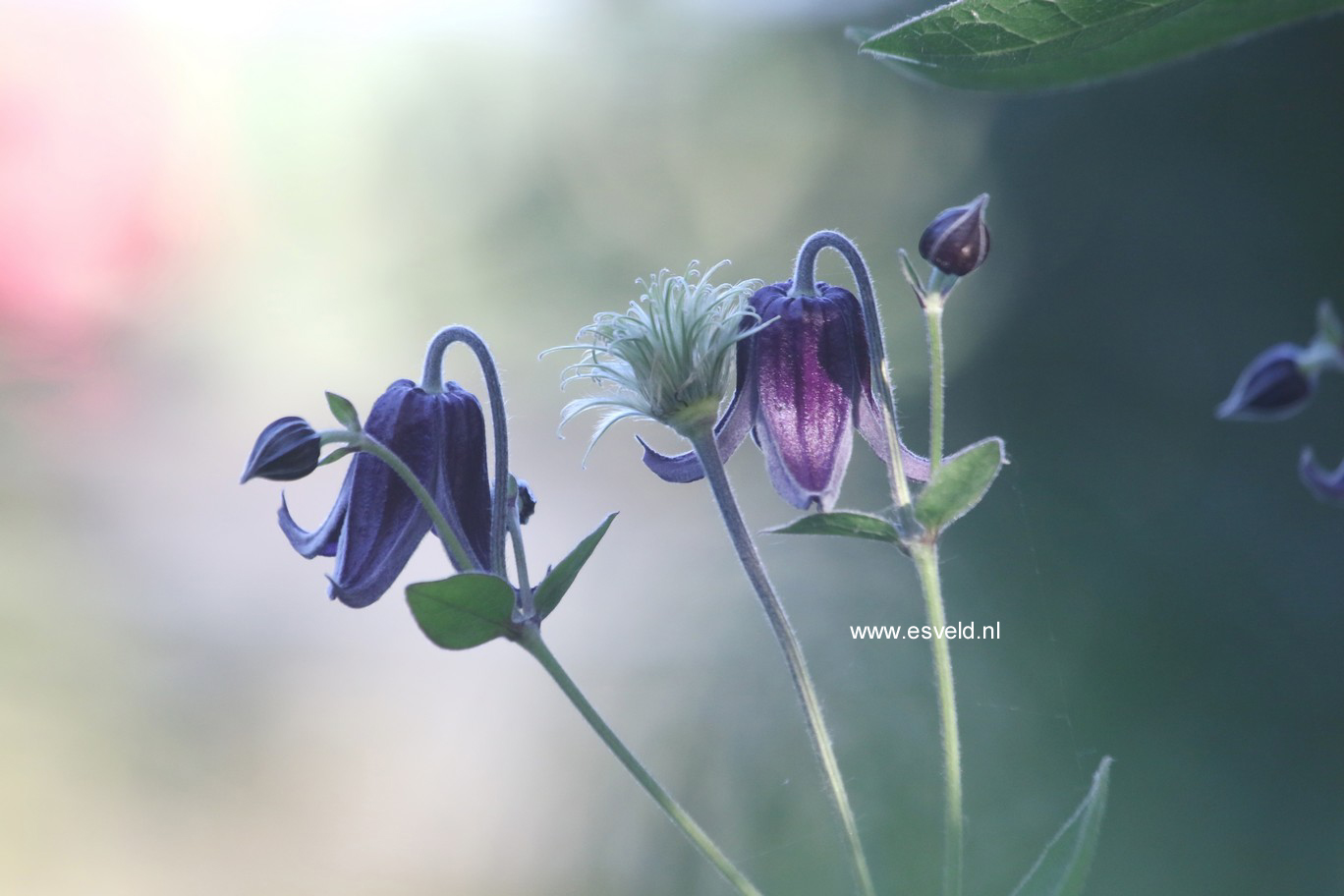 Clematis 'Fascination'