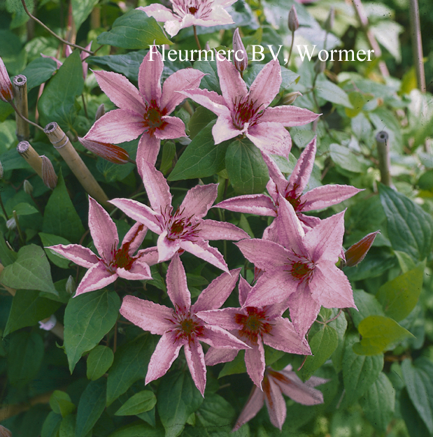 Clematis 'Hagley Hybrid'