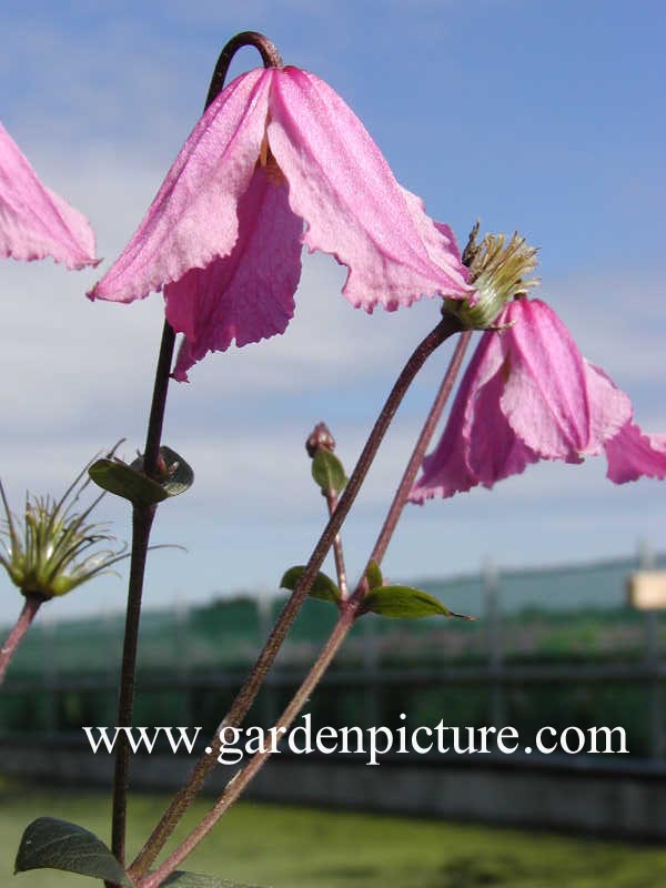 Clematis 'Hendryetta'