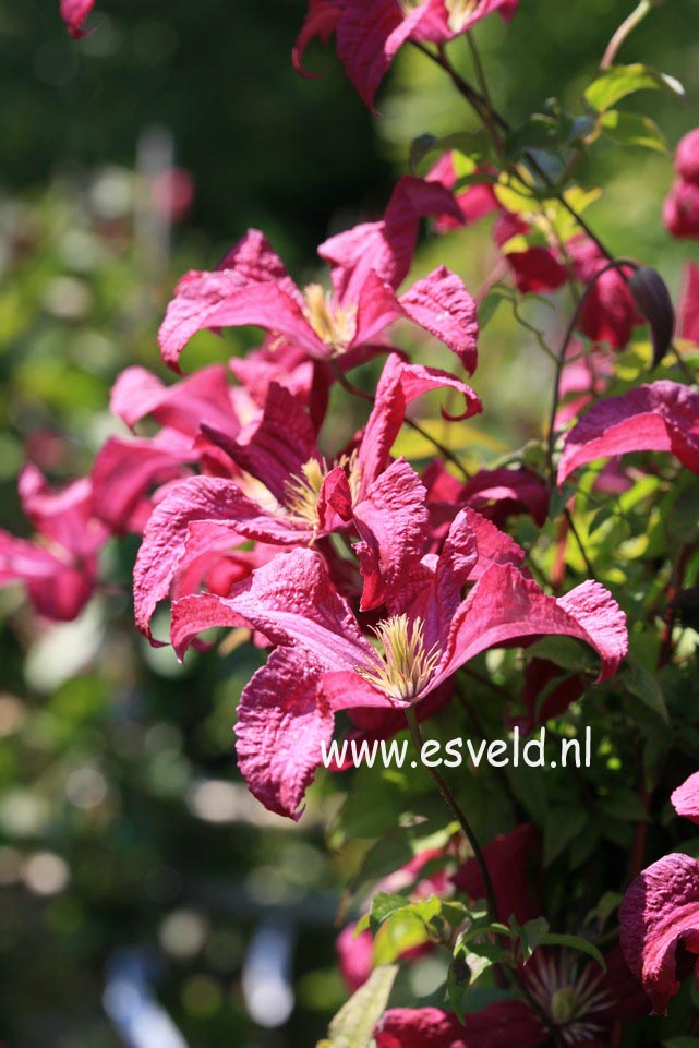Clematis 'Madame Julia Correvon'