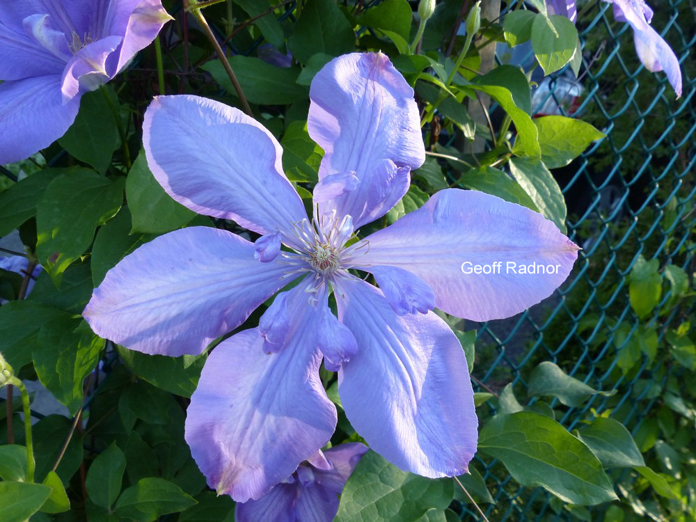 Clematis 'Mrs. Cholmondeley'