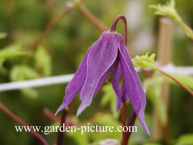 Clematis 'Pamela Jackman'