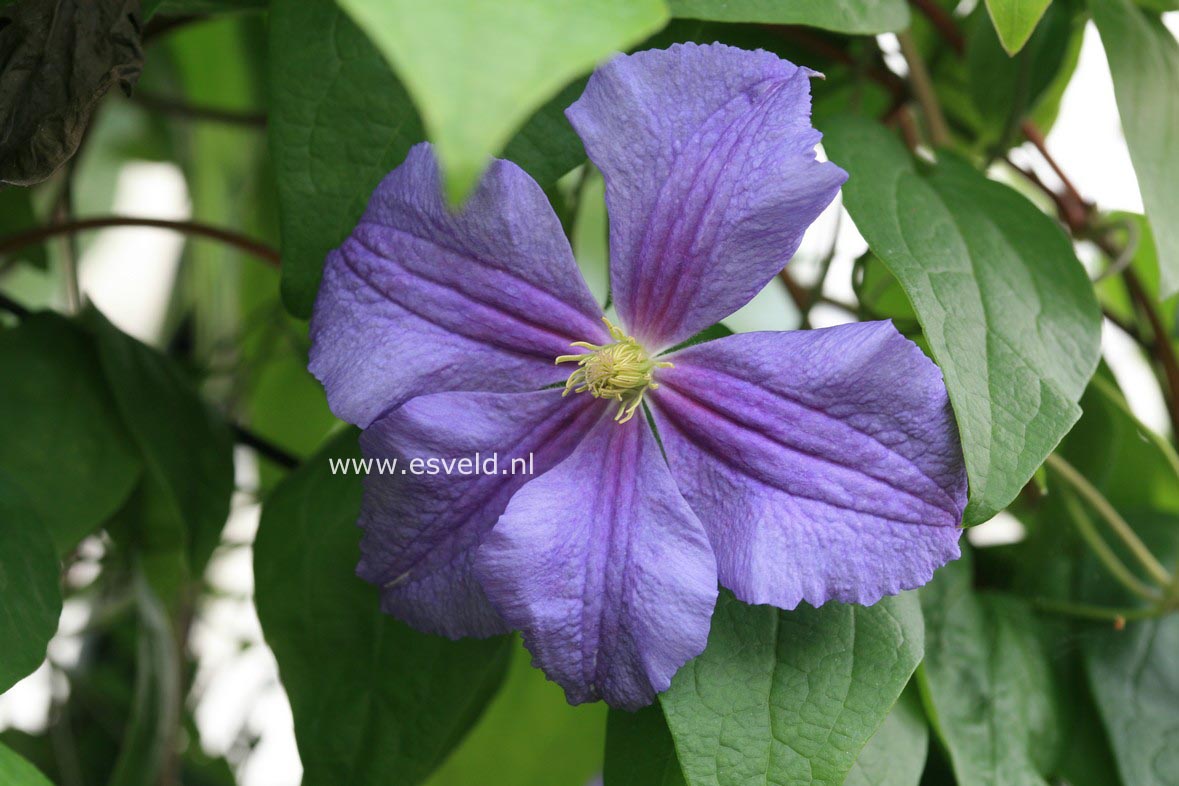 Clematis 'Perle d'Azur'