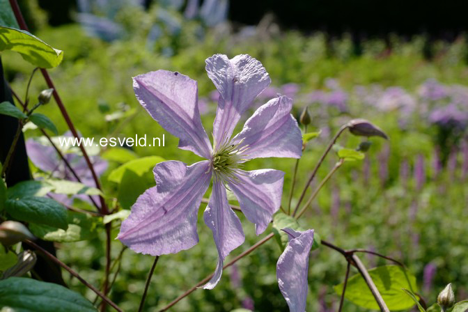 Clematis 'Prince Charles'