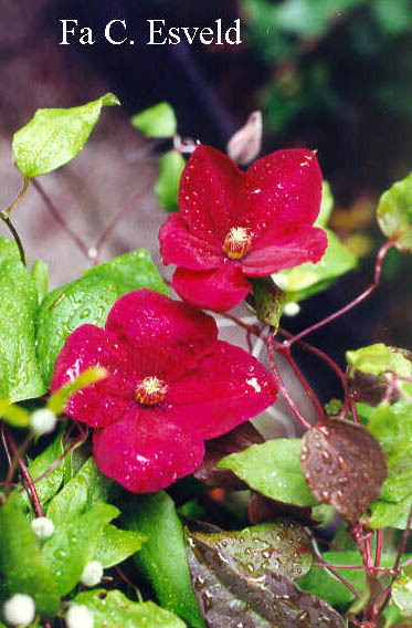 Clematis 'Rouge Cardinal'