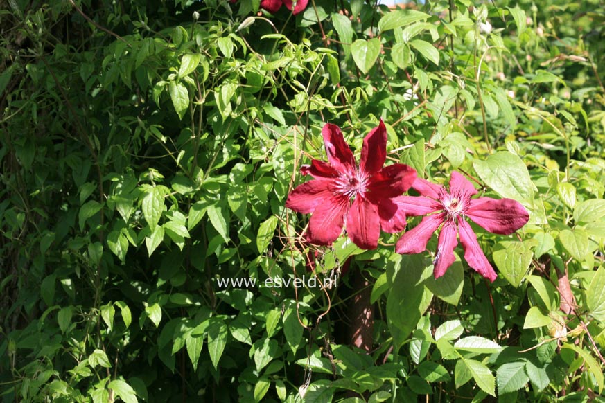 Clematis 'Royal Velours'