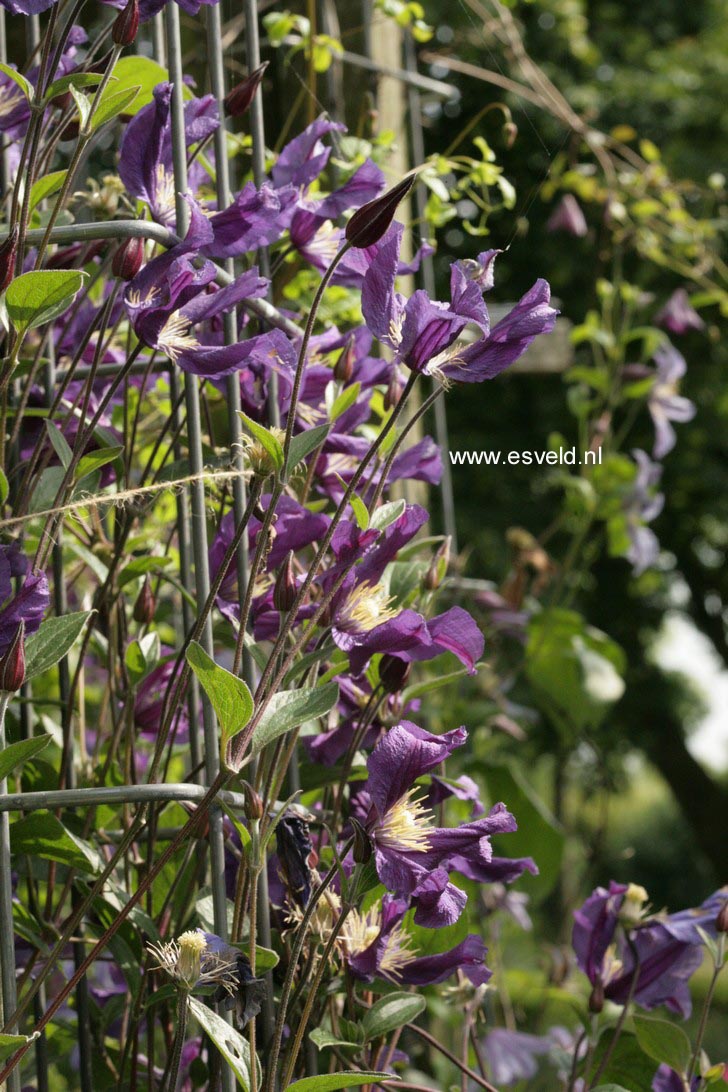 Clematis 'Zobluepi' (BLUE PIROUETTE)