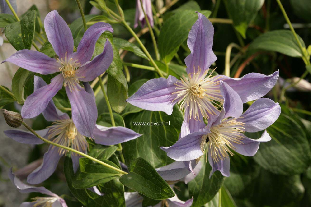 Clematis 'Zoblueriver' (BLUE RIVER)