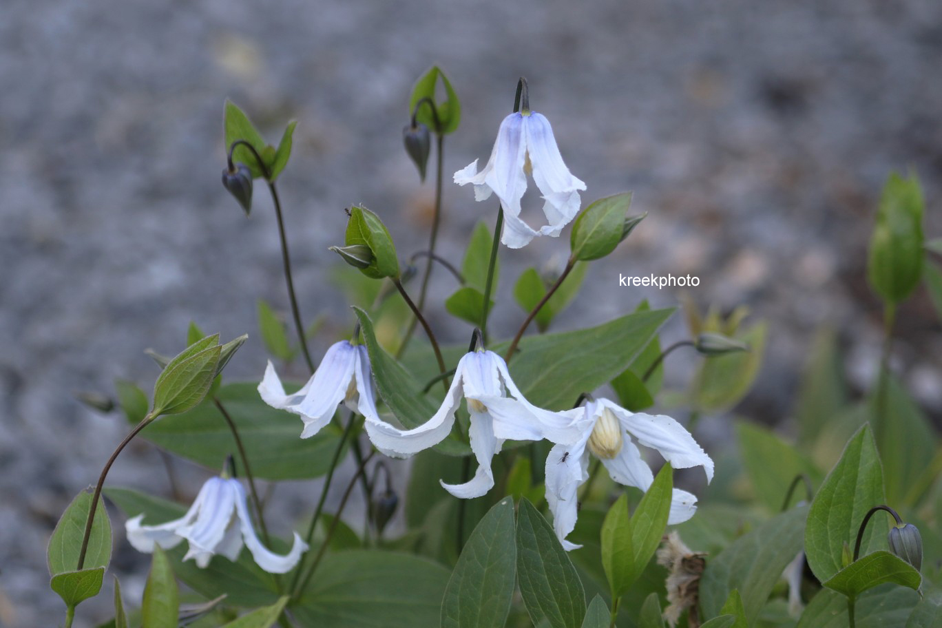 Clematis 'Zotwi' (TWINKLE)