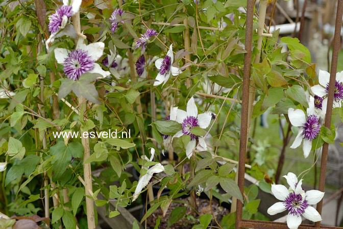 Clematis florida 'Sieboldii'