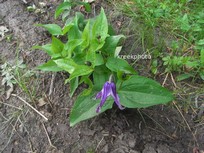 Clematis integrifolia