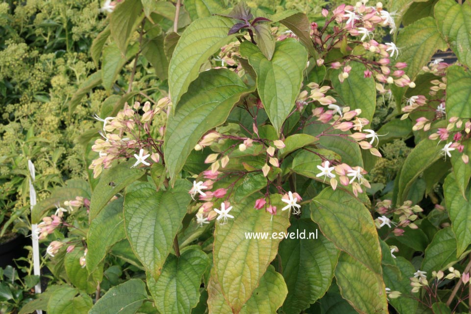 Clerodendrum trichotomum 'Purple Blaze'