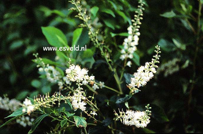Clethra alnifolia 'Creel's Callico'