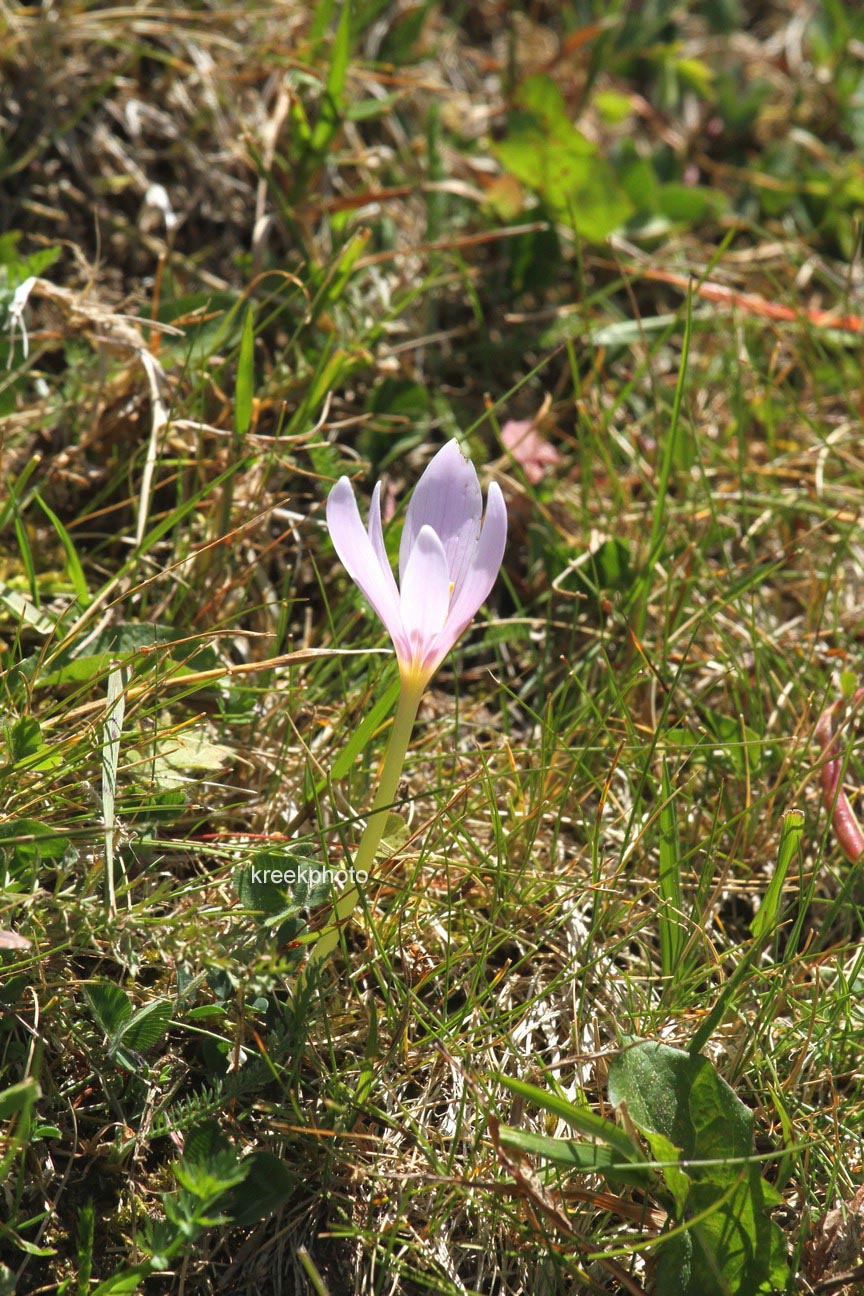 Colchicum autumnale