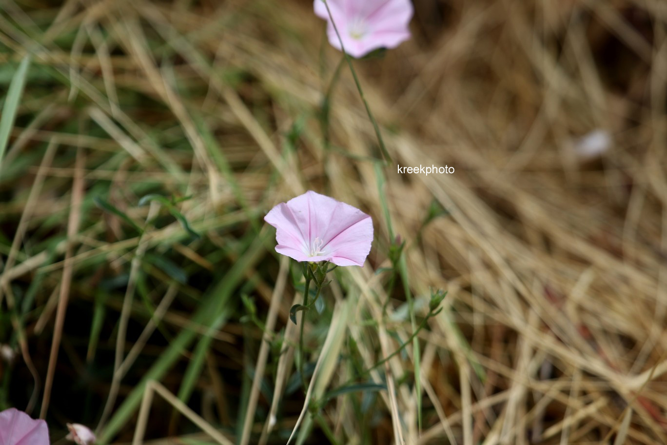 Convolvulus cantabrica