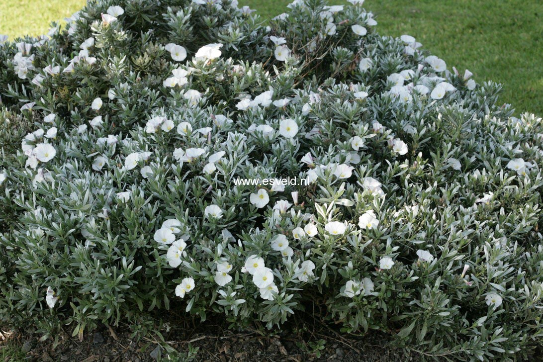 Convolvulus cneorum
