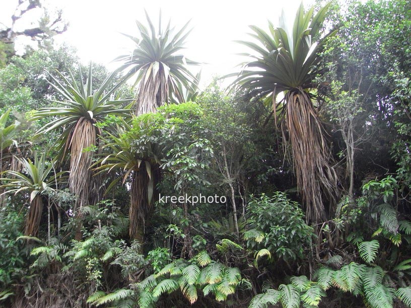 Cordyline indivisa