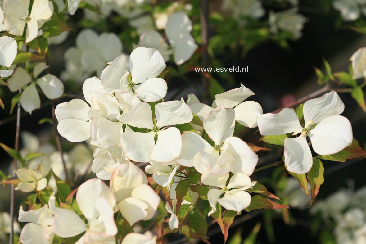 Cornus 'Rutlan' (RUTH ELLEN)