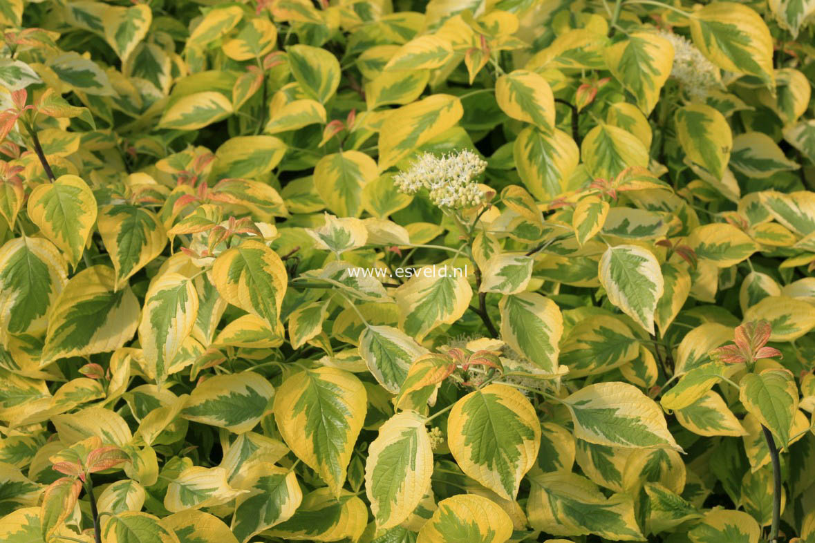 Cornus alternifolia 'W. Stackman' (GOLDEN SHADOWS)