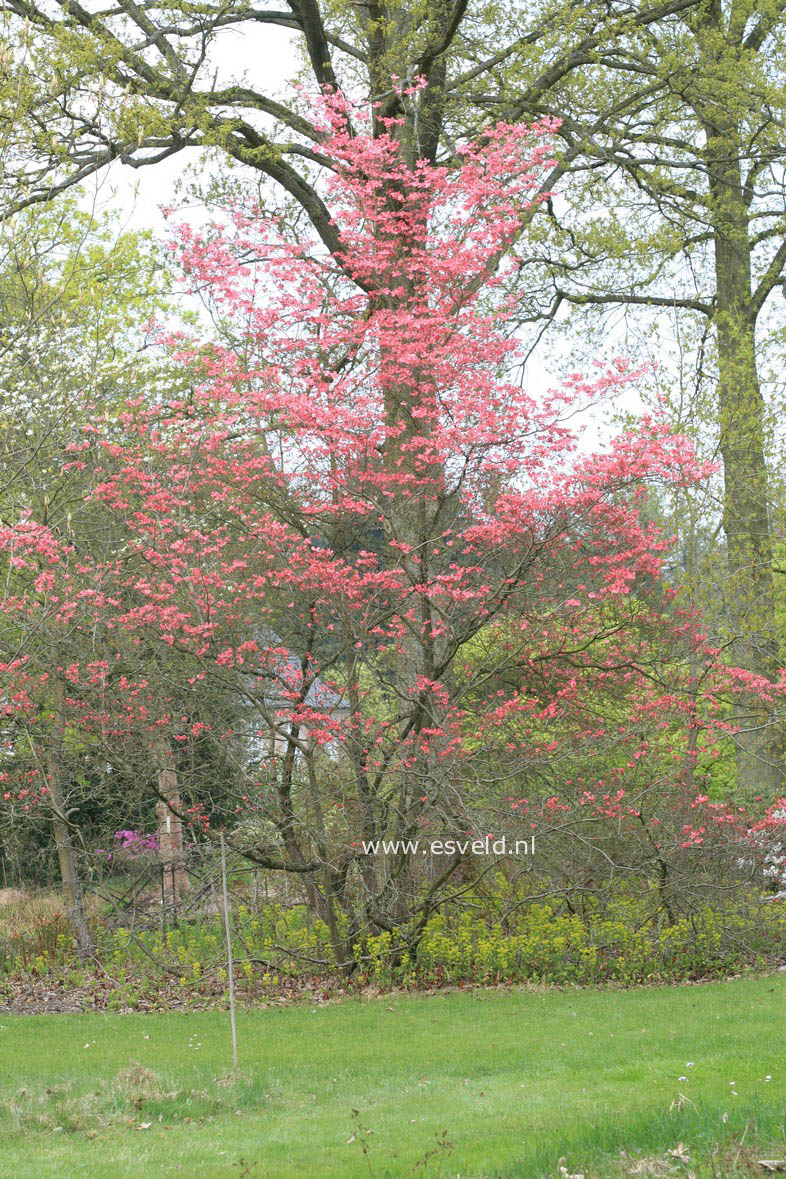 Cornus florida 'Cherokee Chief'