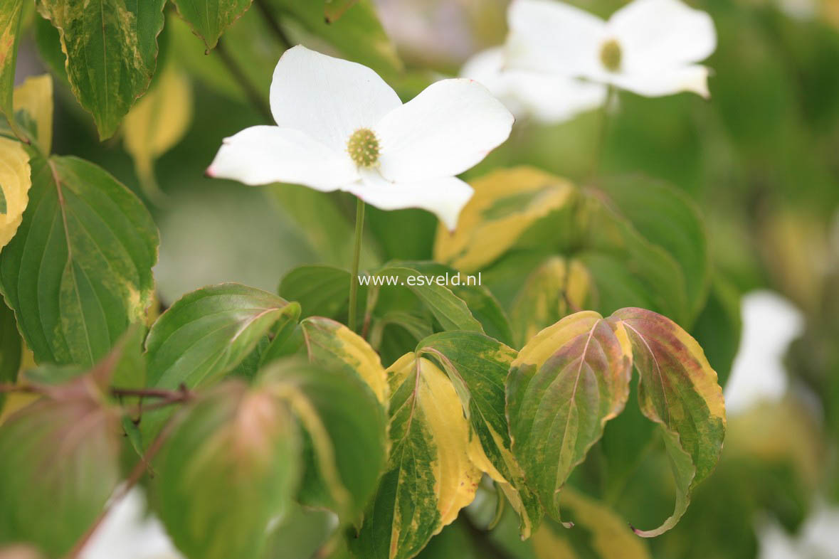 Cornus kousa 'Annelies'