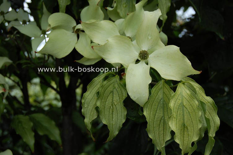 Cornus kousa 'Autumn Rose'