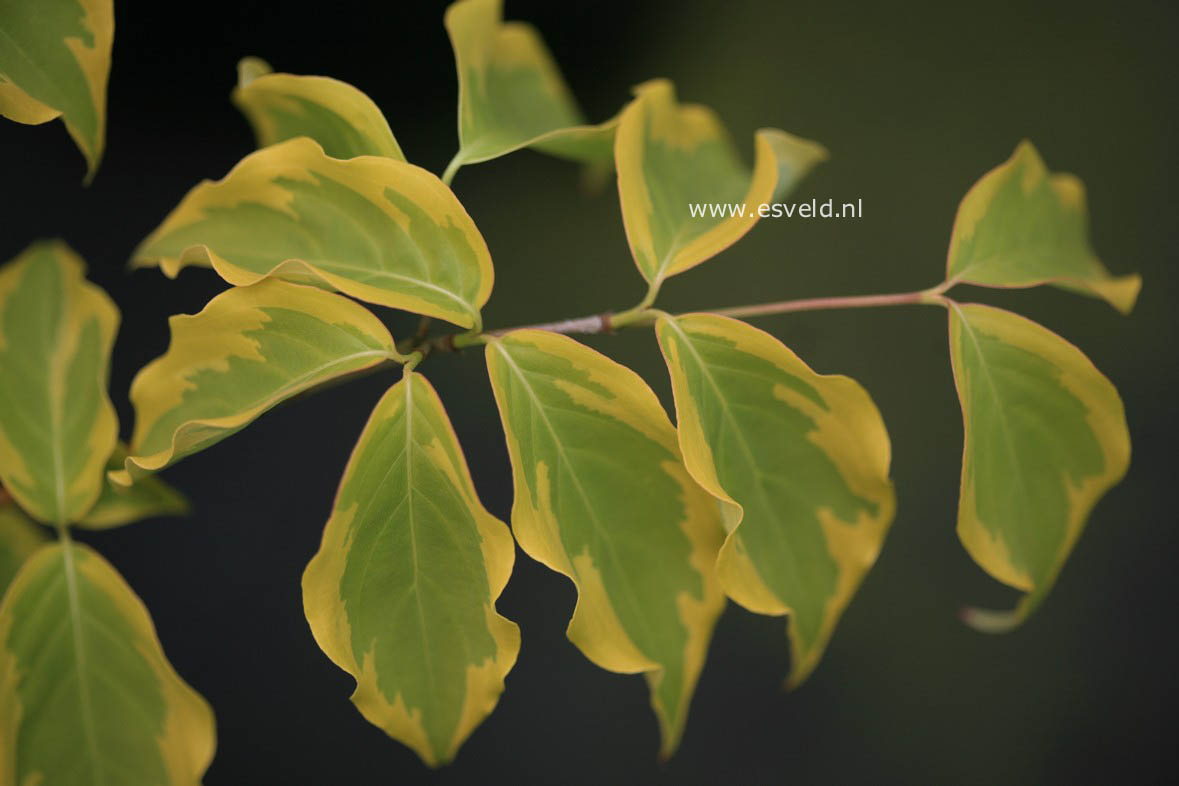 Cornus kousa 'Bonfire'