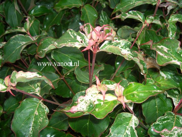 Cornus kousa 'Bultinck's Beauty'