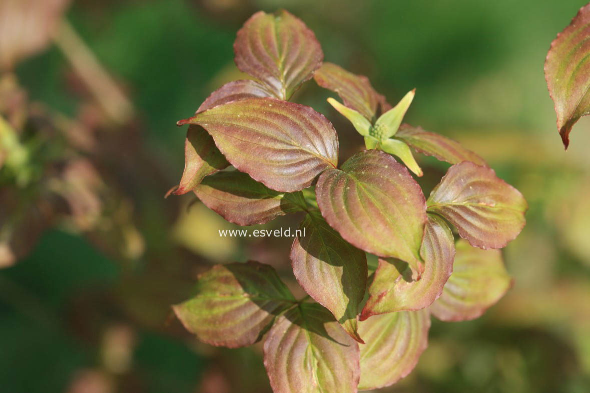 Cornus kousa 'Ed Mezitt'