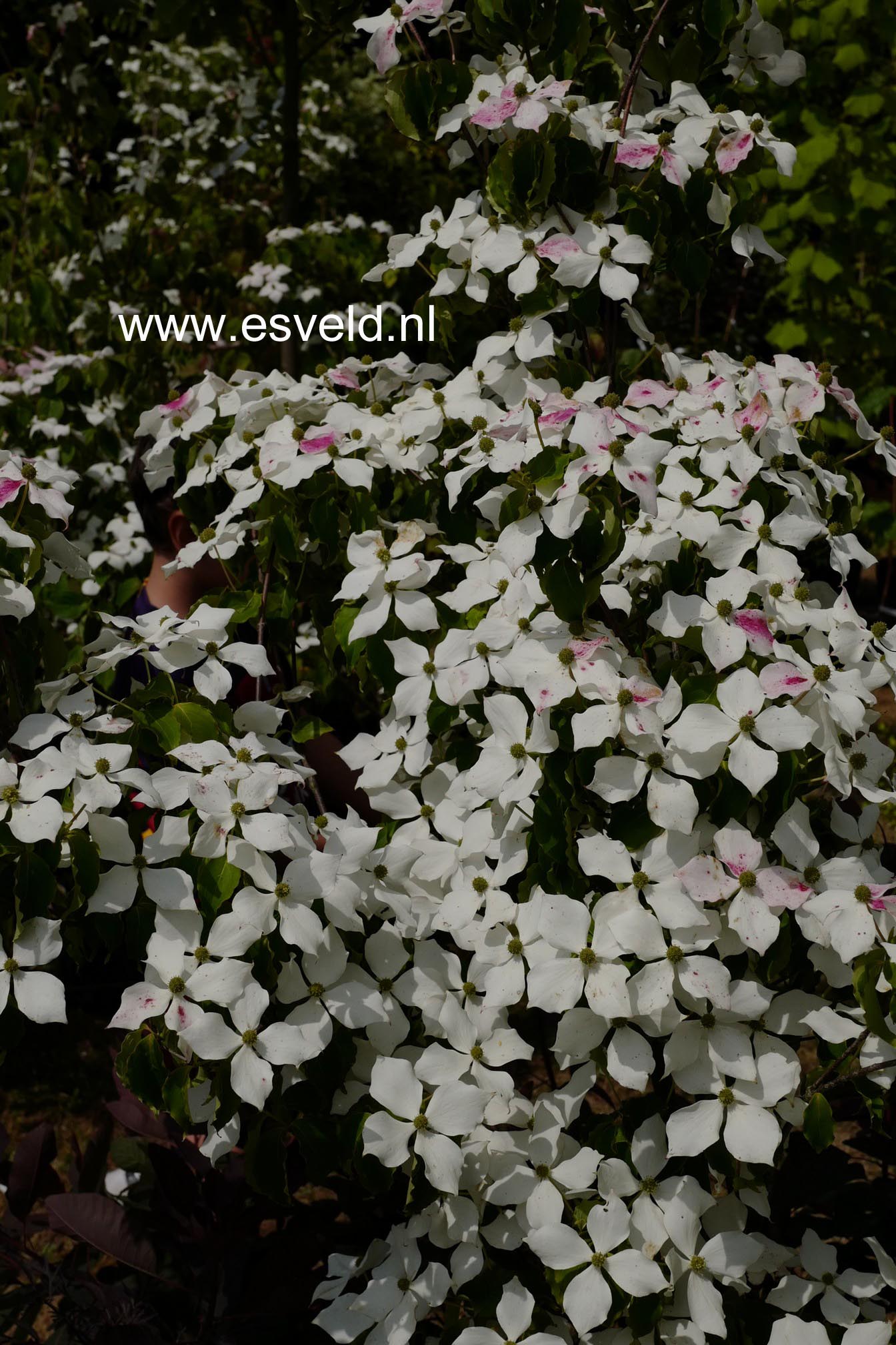 Cornus kousa 'Kreuzdame'