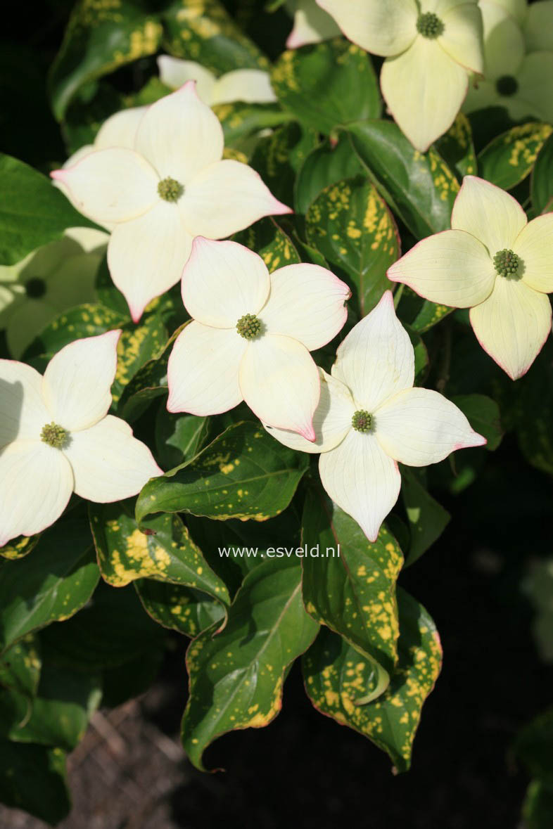 Cornus kousa 'Miss Petty'