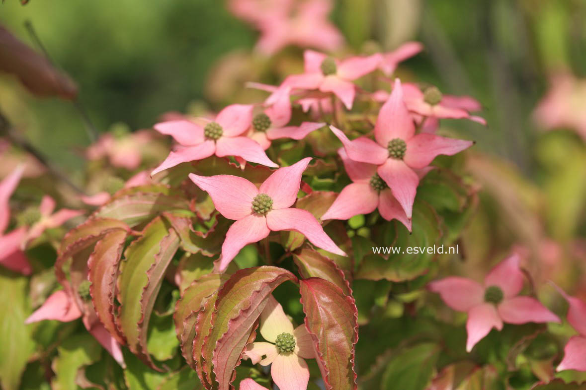 Cornus kousa 'Mount Fuji'